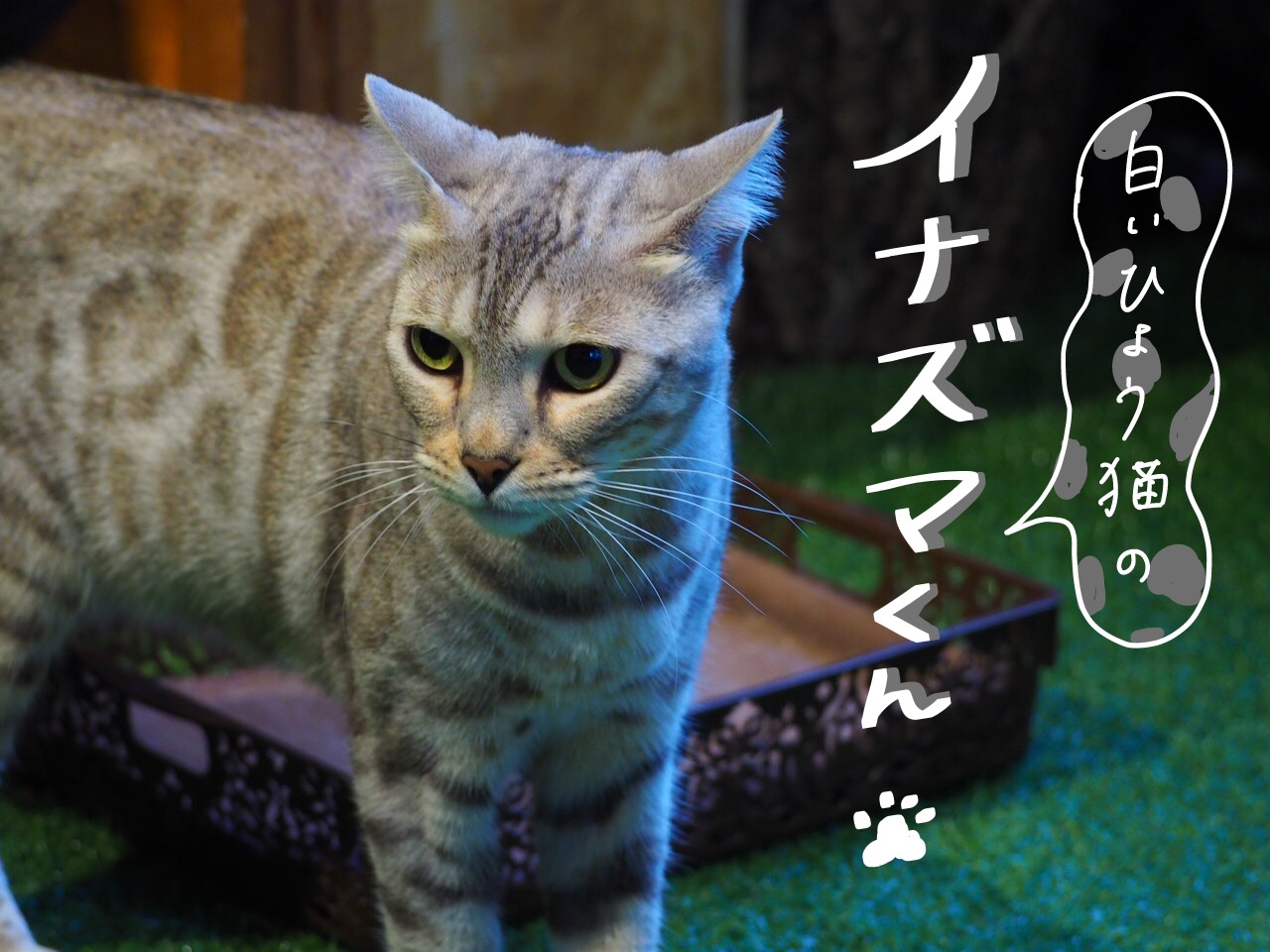 嚴島ひょう猫の森 宮島にヒョウ猫カフェ登場 猫好きにはたまらない空間